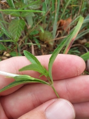 Ruellia pinetorum