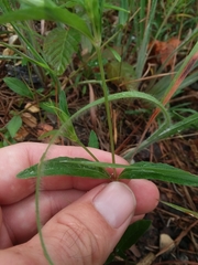Ruellia pinetorum