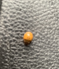 Harmonia axyridis