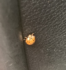Harmonia axyridis