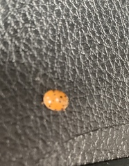 Harmonia axyridis