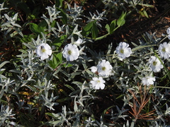 Cerastium tomentosum