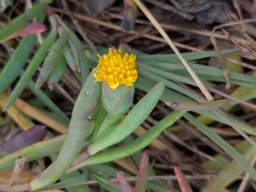 Image of Jaumea carnosa by (c) John A Haskins, some rights reserved (CC BY)