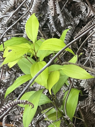 Cinnamomum burmanni observed 2024-10-31