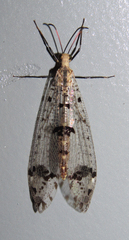 Dendroleon obsoletus