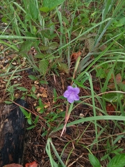 Ruellia pinetorum