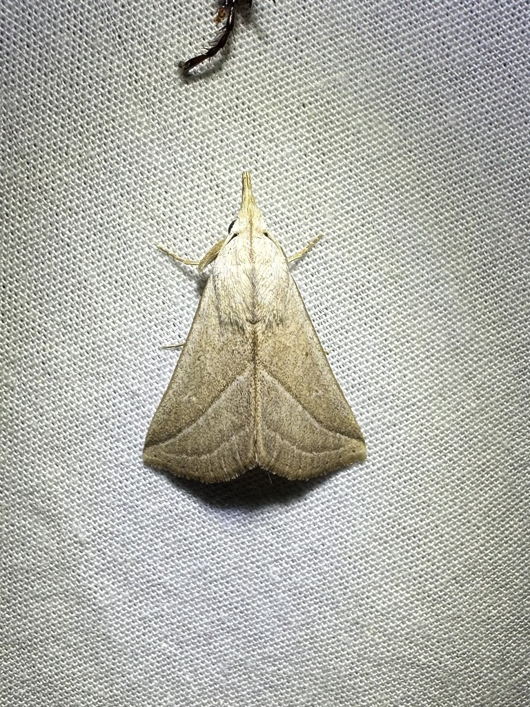 Pharga pholausalis