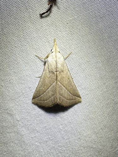 Pharga pholausalis