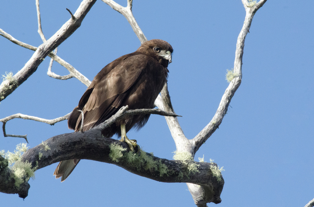 Hawaiian Hawk photo
