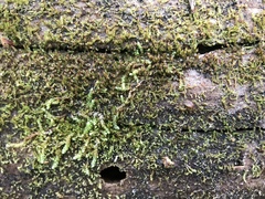 Crossocalyx hellerianus