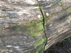 Crossocalyx hellerianus