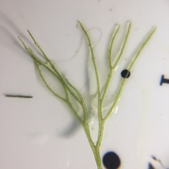 Ceratophyllum echinatum