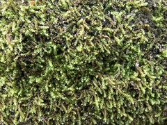 Crossocalyx hellerianus