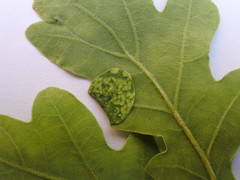 Macrodiplosis pustularis