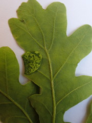 Macrodiplosis pustularis