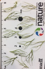 Ceratophyllum echinatum