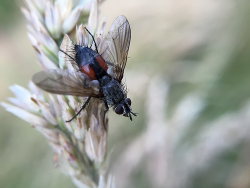 Red Spotted Parasite Fly