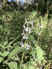 Stachys stebbinsii
