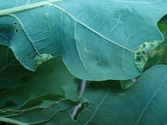 Macrodiplosis pustularis