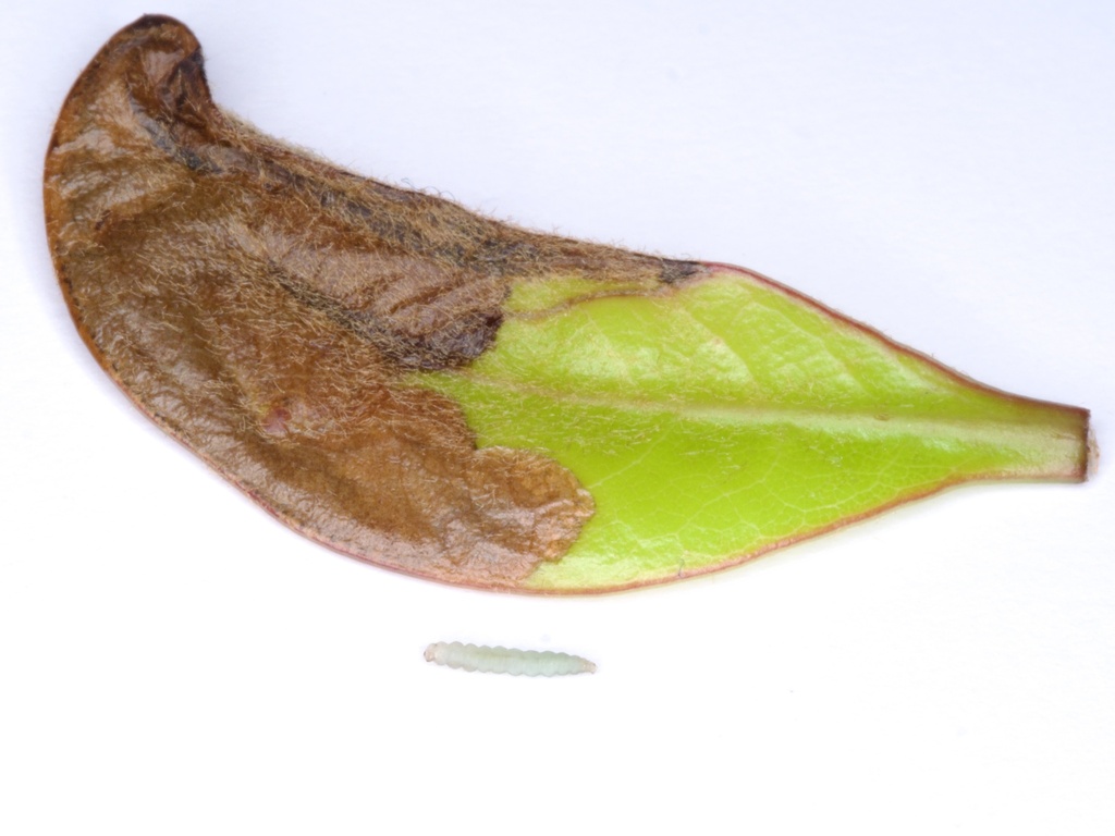 Lyonetia anthemopa
