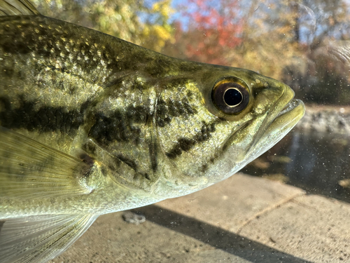 Largemouth Bass, photo 7 of 10