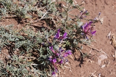 Astragalus varius