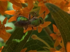 Agapostemon