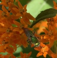 Agapostemon