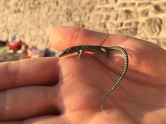 Dalmatolacerta oxycephala