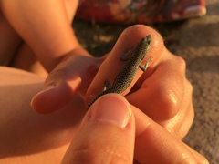 Dalmatolacerta oxycephala