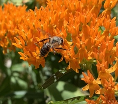 Apis mellifera