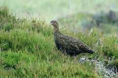 Lagopus lagopus scotica