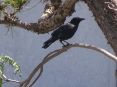 Corvus brachyrhynchos