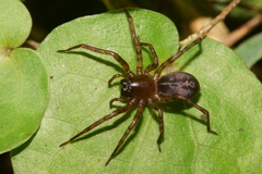 Amphinectinae