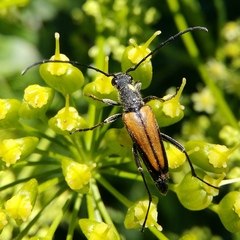 Anastrangalia dubia
