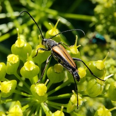 Anastrangalia dubia