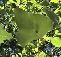 Phyllocoptes didelphis