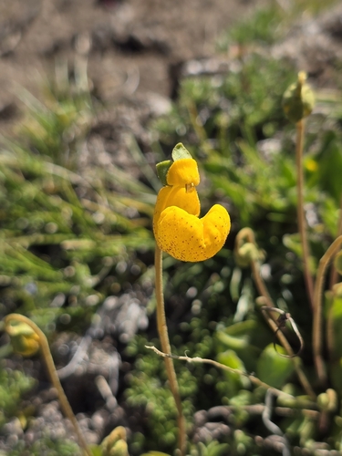 Image of Calceolaria biflora by (c) Christian Manke, some rights reserved (CC BY-SA)