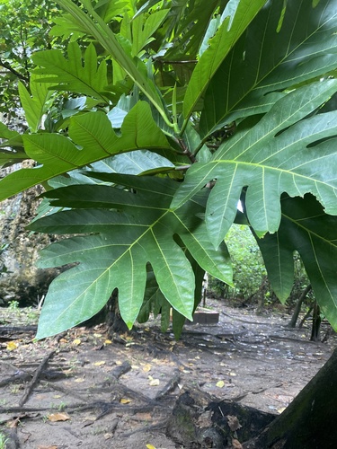 Artocarpus mariannensis