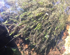 Fontinalis novae-angliae