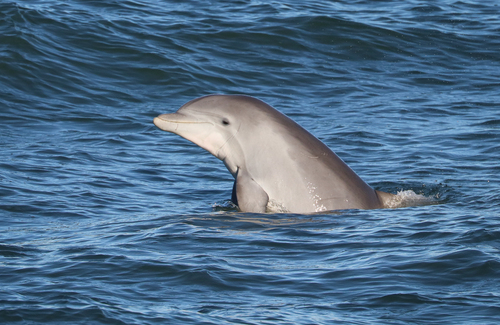 Tamanend's Bottlenose Dolphin photographed in Virginia