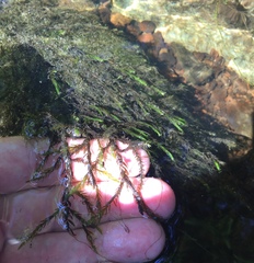 Fontinalis novae-angliae