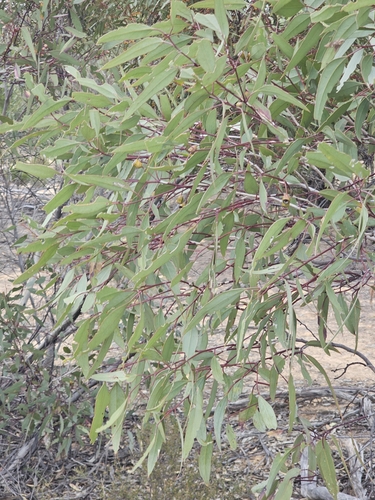 Image of Ridge-Fruited Mallee (Eucalyptus incrassata) by (c) Michael McBain, some rights reserved (CC BY)