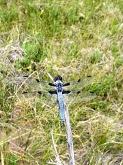 Libellula nodisticta