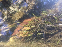 Fontinalis novae-angliae