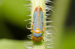 Oncometopia hamiltoni