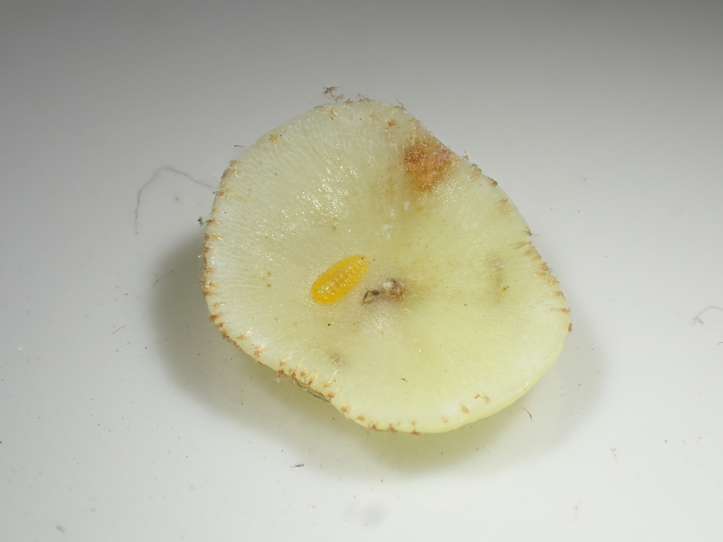 Parallelodiplosis galliperda