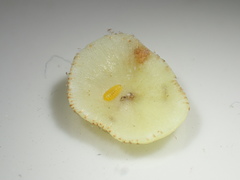 Parallelodiplosis galliperda