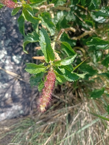 Acalypha communis (Acalypha communis)