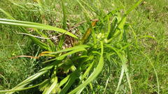 Carex comosa